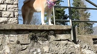Funny Dog - Best Of The 2021 Funny Dog Videos - TRY NOT TO LAUGH!