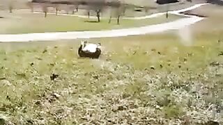 Смешное видео про собак №40