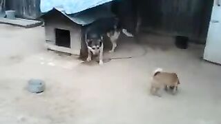 Смешное видео про собак №47