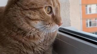 Лучший сборник котиков