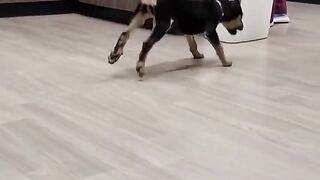Funny Puppy - Best Of The 2021 Funny Dog Videos - TRY NOT TO LAUGH!