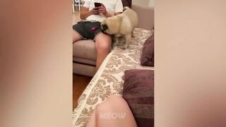 СМЕШНЫЕ ЖИВОТНЫЕ