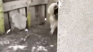 СМЕШНЫЕ ЖИВОТНЫЕ