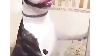 Funny Boston Terrier - Best Of The 2021 Funny Dog Videos - TRY NOT TO LAUGH!