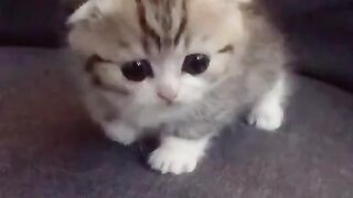 Cute Kitten - Best Of The 2021 Funny Cat Videos - TRY NOT TO LAUGH!