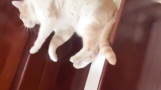 Funny Cat - Best Of The 2021 Funny Cat Videos - TRY NOT TO LAUGH!