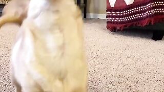 Funny Dog - Best Of The 2021 Funny Dog Videos - TRY NOT TO LAUGH!