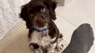 Funny Puppy - Best Of The 2021 Funny Dog Videos - TRY NOT TO LAUGH!