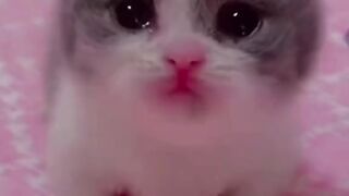Cute Kitten - Best Of The 2021 Funny Cat Videos - TRY NOT TO LAUGH!