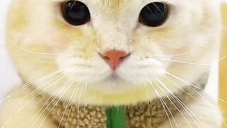Dj кот