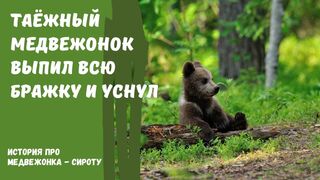 История про медвежонка - сироту | случай в тайге | истории про зверей