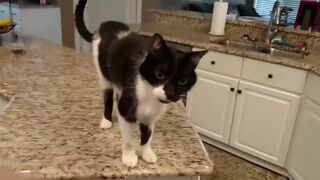 Кот Джек с самым низким в мире Мяу