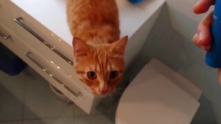 Кот обожает массаж от электрической зубной щетки