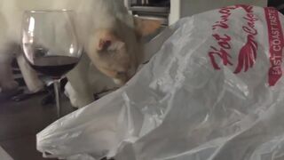 Кот пожалел, что залез в пакет