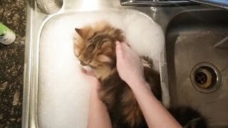 Кот принимает ванну