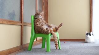 Кот сидит на стульчике как человек