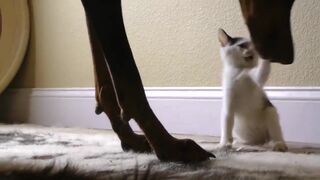 Котёнок играет с доберманом