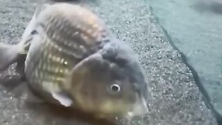 Озвучка рыбы