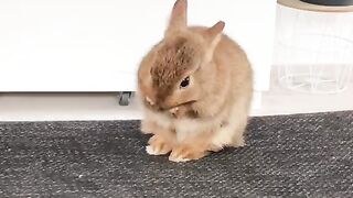 Cute Rabbit - Best Of The 2021 Funny Animal Videos - TRY NOT TO LAUGH!
