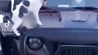Funny cat on car