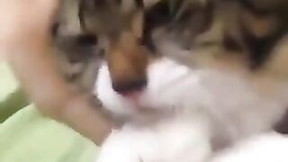 Попался хозяин
