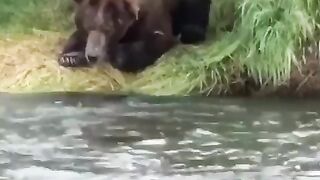 Медведь рыболов