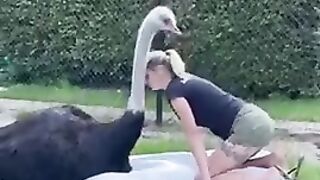 Страусиная любовь