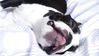 Funny Boston Terrier - Best Of The 2021 Funny Dog Videos - TRY NOT TO LAUGH!