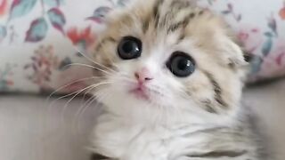 Cute Kitten - Best Of The 2021 Funny Cat Videos - TRY NOT TO LAUGH!