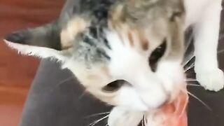 Funny Cat Reaction - Best Of The 2021 Funny Cat Videos - TRY NOT TO LAUGH!