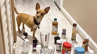 Funny Dog - Best Of The 2021 Funny Dog Videos - TRY NOT TO LAUGH!