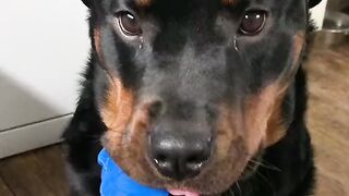 Funny Dog - Best Of The 2021 Funny Dog Videos - TRY NOT TO LAUGH!