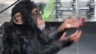 Funny Animal - Best Of The 2021 Funny Animal Videos - TRY NOT TO LAUGH!