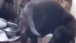 Сборник животных 2021