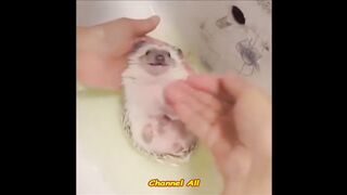Прикольные Веселые Ежики! Funny Hedgehogs _ Позитивное Видео _)