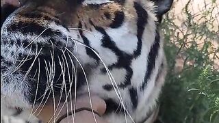 Funny Animal - Best Of The 2021 Funny Animal Videos - TRY NOT TO LAUGH!