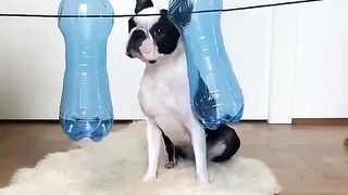 Funny Boston Terrier - Best Of The 2021 Funny Dog Videos - TRY NOT TO LAUGH!
