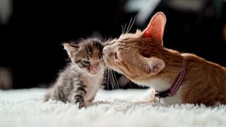 just cute cats