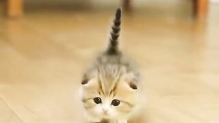 Cute Kitten - Best Of The 2021 Funny Cat Videos - TRY NOT TO LAUGH!