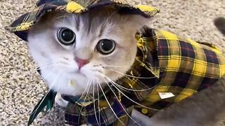 Funny Cat - Best Of The 2021 Funny Cat Videos - TRY NOT TO LAUGH!