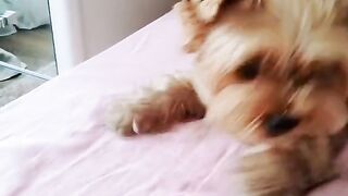 Funny Dog - Best Of The 2021 Funny Dog Videos - TRY NOT TO LAUGH!