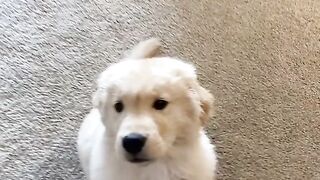 Cute Dog - Best Of The 2021 Funny Dog Videos - TRY NOT TO LAUGH!