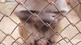Funny Monkey - Best Of The 2021 Funny Animal Videos - TRY NOT TO LAUGH!