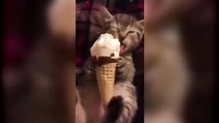 Прикольное видео с животными, милота!!!