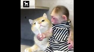 КОТ И ОБЕЗЬЯНА играют и живут вместе | Смешное видео животных