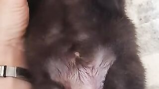 Милота. Волчонок делает потягушки. Парк животных Аврора.