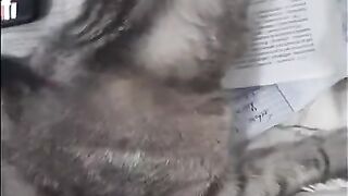 Милая кошка/ домашние животные/ милота