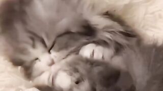 Cute Kitten - Best Of The 2021 Funny Cat Videos - TRY NOT TO LAUGH!