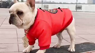 Funny Dog - Best Of The 2021 Funny Dog Videos - TRY NOT TO LAUGH!