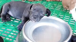 Funny Puppy - Best Of The 2021 Funny Dog Videos - TRY NOT TO LAUGH!